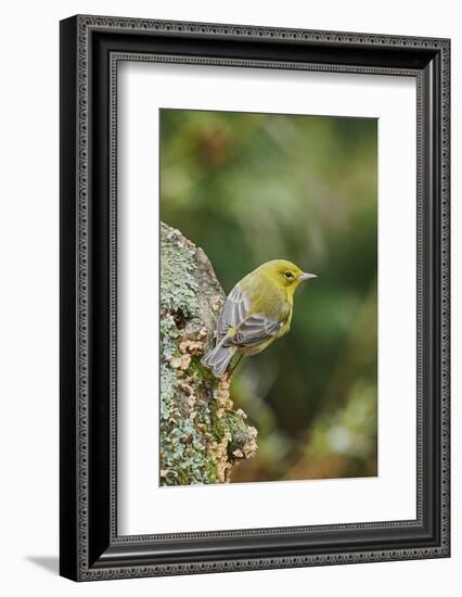 Pine Warbler-Gary Carter-Framed Photographic Print