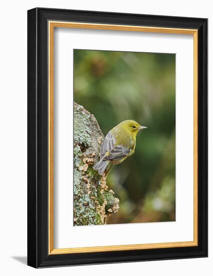 Pine Warbler-Gary Carter-Framed Photographic Print
