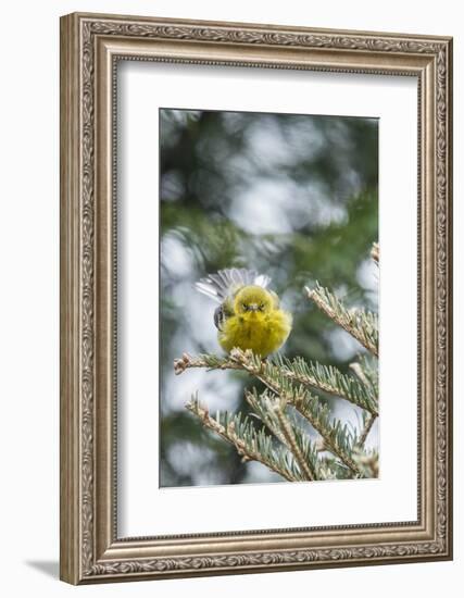 Pine Warbler-Gary Carter-Framed Photographic Print