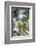 Pine Warbler-Gary Carter-Framed Photographic Print