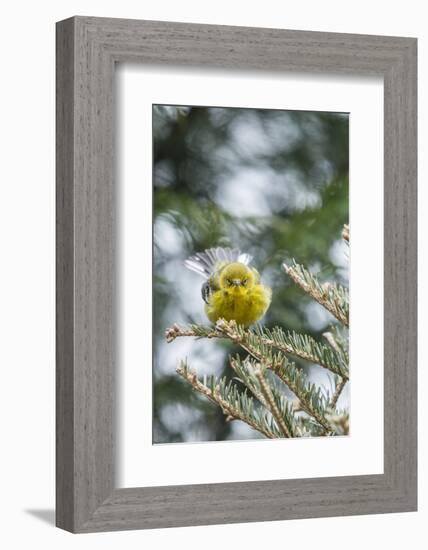 Pine Warbler-Gary Carter-Framed Photographic Print