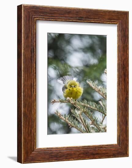 Pine Warbler-Gary Carter-Framed Photographic Print