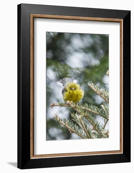 Pine Warbler-Gary Carter-Framed Photographic Print