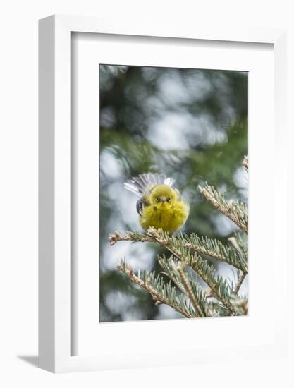 Pine Warbler-Gary Carter-Framed Photographic Print