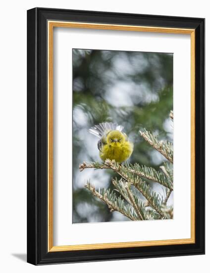 Pine Warbler-Gary Carter-Framed Photographic Print