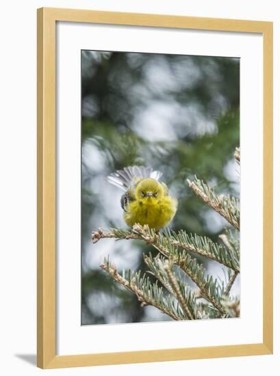 Pine Warbler-Gary Carter-Framed Photographic Print