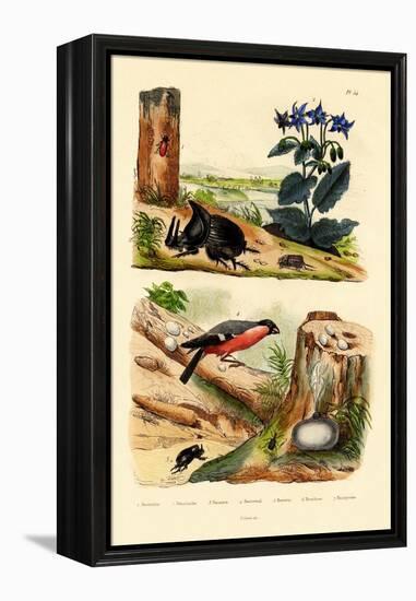 Pine Weevil, 1833-39-null-Framed Premier Image Canvas