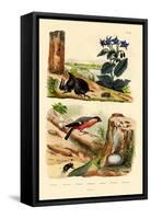 Pine Weevil, 1833-39-null-Framed Premier Image Canvas