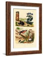 Pine Weevil, 1833-39-null-Framed Giclee Print