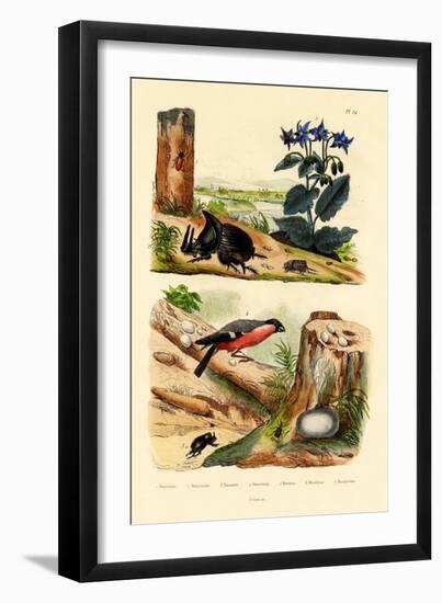Pine Weevil, 1833-39-null-Framed Giclee Print