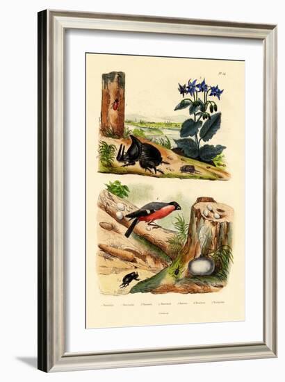 Pine Weevil, 1833-39-null-Framed Giclee Print