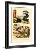 Pine Weevil, 1833-39-null-Framed Giclee Print