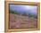 Pine Woodland and Heather, Abernethy RSPB Reserve, Cairngorms National Park, Scotland, UK-Pete Cairns-Framed Premier Image Canvas