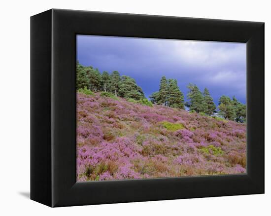 Pine Woodland and Heather, Abernethy RSPB Reserve, Cairngorms National Park, Scotland, UK-Pete Cairns-Framed Premier Image Canvas