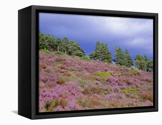 Pine Woodland and Heather, Abernethy RSPB Reserve, Cairngorms National Park, Scotland, UK-Pete Cairns-Framed Premier Image Canvas