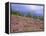 Pine Woodland and Heather, Abernethy RSPB Reserve, Cairngorms National Park, Scotland, UK-Pete Cairns-Framed Premier Image Canvas