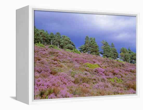 Pine Woodland and Heather, Abernethy RSPB Reserve, Cairngorms National Park, Scotland, UK-Pete Cairns-Framed Premier Image Canvas