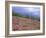 Pine Woodland and Heather, Abernethy RSPB Reserve, Cairngorms National Park, Scotland, UK-Pete Cairns-Framed Photographic Print