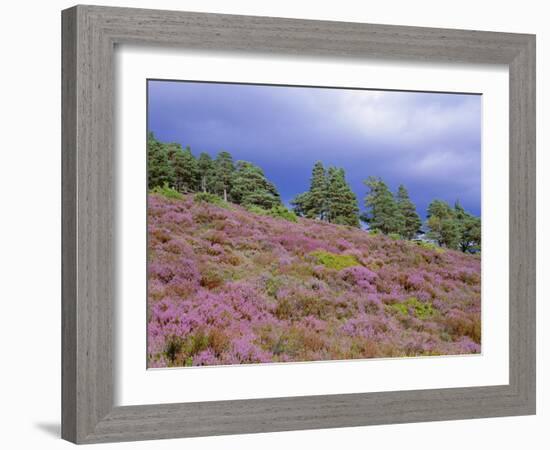 Pine Woodland and Heather, Abernethy RSPB Reserve, Cairngorms National Park, Scotland, UK-Pete Cairns-Framed Photographic Print