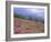 Pine Woodland and Heather, Abernethy RSPB Reserve, Cairngorms National Park, Scotland, UK-Pete Cairns-Framed Photographic Print