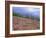 Pine Woodland and Heather, Abernethy RSPB Reserve, Cairngorms National Park, Scotland, UK-Pete Cairns-Framed Photographic Print