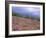 Pine Woodland and Heather, Abernethy RSPB Reserve, Cairngorms National Park, Scotland, UK-Pete Cairns-Framed Photographic Print