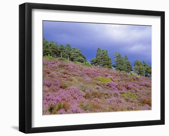 Pine Woodland and Heather, Abernethy RSPB Reserve, Cairngorms National Park, Scotland, UK-Pete Cairns-Framed Photographic Print