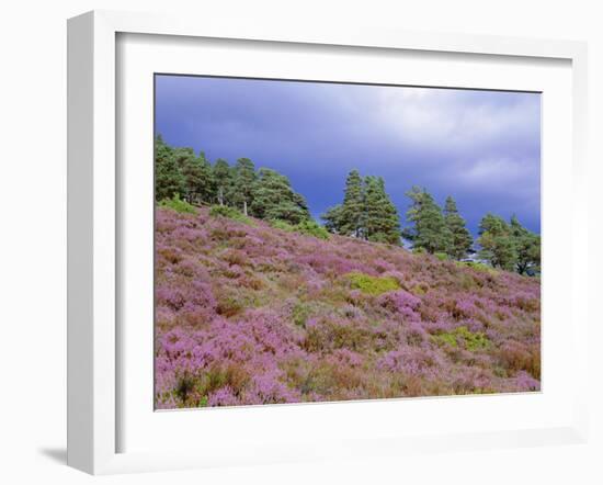 Pine Woodland and Heather, Abernethy RSPB Reserve, Cairngorms National Park, Scotland, UK-Pete Cairns-Framed Photographic Print