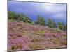 Pine Woodland and Heather, Abernethy RSPB Reserve, Cairngorms National Park, Scotland, UK-Pete Cairns-Mounted Photographic Print
