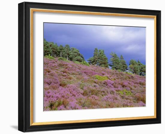 Pine Woodland and Heather, Abernethy RSPB Reserve, Cairngorms National Park, Scotland, UK-Pete Cairns-Framed Photographic Print