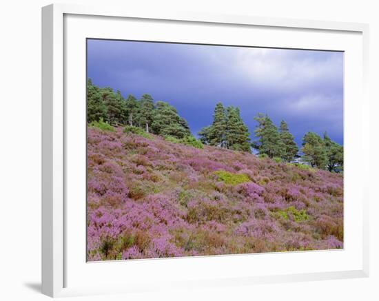 Pine Woodland and Heather, Abernethy RSPB Reserve, Cairngorms National Park, Scotland, UK-Pete Cairns-Framed Photographic Print