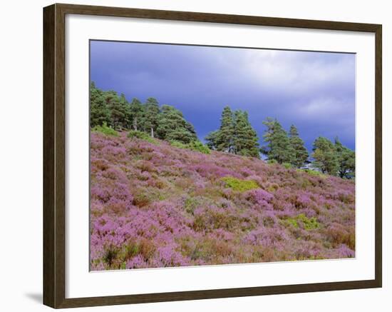 Pine Woodland and Heather, Abernethy RSPB Reserve, Cairngorms National Park, Scotland, UK-Pete Cairns-Framed Photographic Print