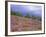 Pine Woodland and Heather, Abernethy RSPB Reserve, Cairngorms National Park, Scotland, UK-Pete Cairns-Framed Photographic Print