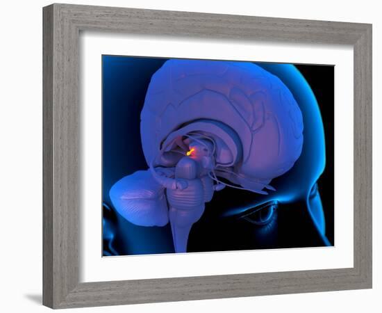 Pineal Gland In the Brain, Artwork-Roger Harris-Framed Photographic Print