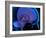 Pineal Gland In the Brain, Artwork-Roger Harris-Framed Photographic Print