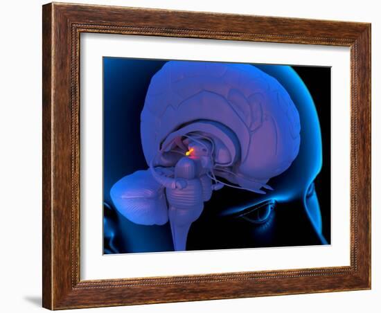 Pineal Gland In the Brain, Artwork-Roger Harris-Framed Photographic Print