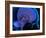 Pineal Gland In the Brain, Artwork-Roger Harris-Framed Photographic Print