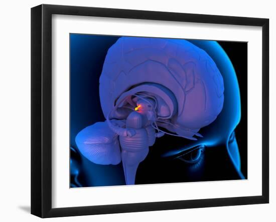 Pineal Gland In the Brain, Artwork-Roger Harris-Framed Photographic Print