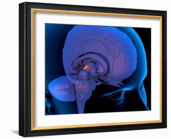 Pineal Gland In the Brain, Artwork-Roger Harris-Framed Photographic Print