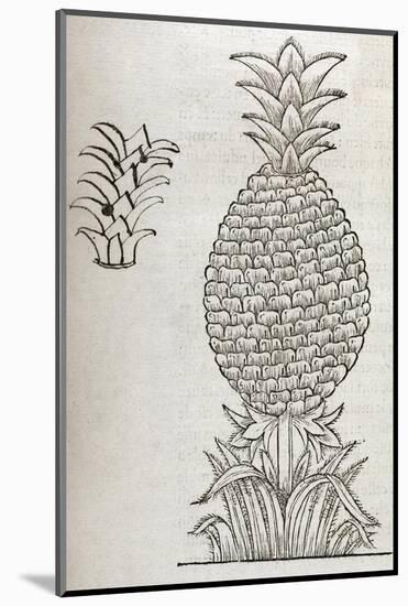 Pineapple, 16th Century Artwork-Middle Temple Library-Mounted Photographic Print