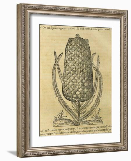 Pineapple (Ananas Comosus) , 1575-Andre Thevet-Framed Giclee Print