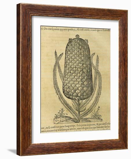 Pineapple (Ananas Comosus) , 1575-Andre Thevet-Framed Giclee Print