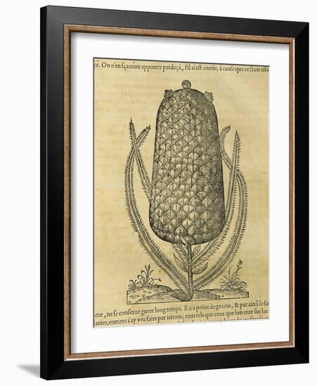 Pineapple (Ananas Comosus) , 1575-Andre Thevet-Framed Giclee Print