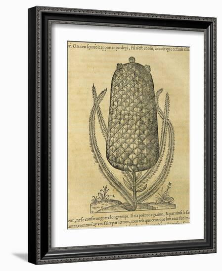 Pineapple (Ananas Comosus) , 1575-Andre Thevet-Framed Giclee Print