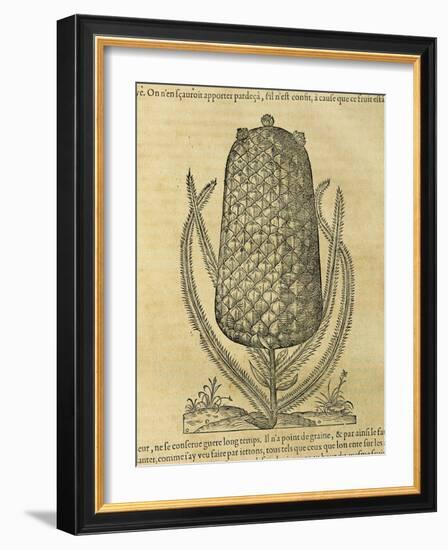 Pineapple (Ananas Comosus) , 1575-Andre Thevet-Framed Giclee Print