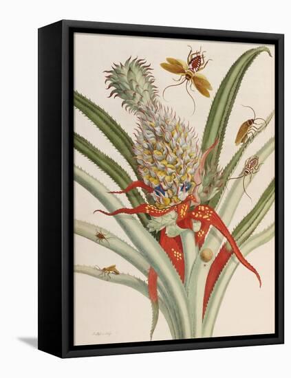 Pineapple (Ananas) with Surinam Insects-Maria Sibylla Merian-Framed Premier Image Canvas