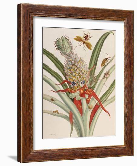 Pineapple (Ananas) with Surinam Insects-Maria Sibylla Merian-Framed Giclee Print