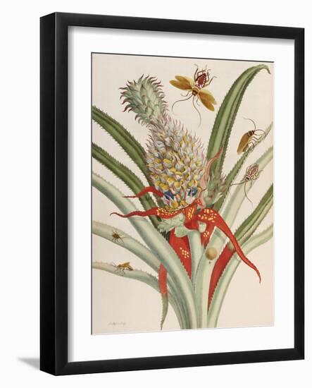 Pineapple (Ananas) with Surinam Insects-Maria Sibylla Merian-Framed Giclee Print