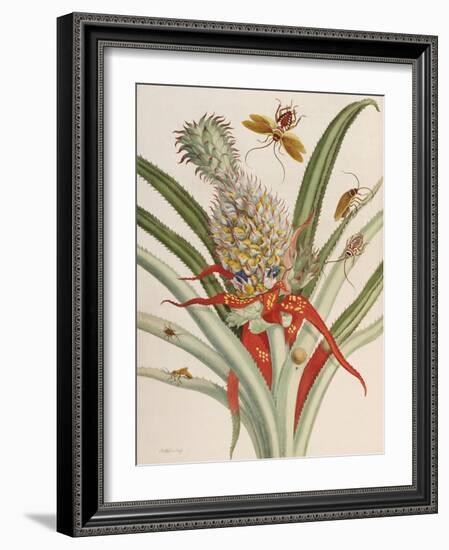 Pineapple (Ananas) with Surinam Insects-Maria Sibylla Merian-Framed Giclee Print