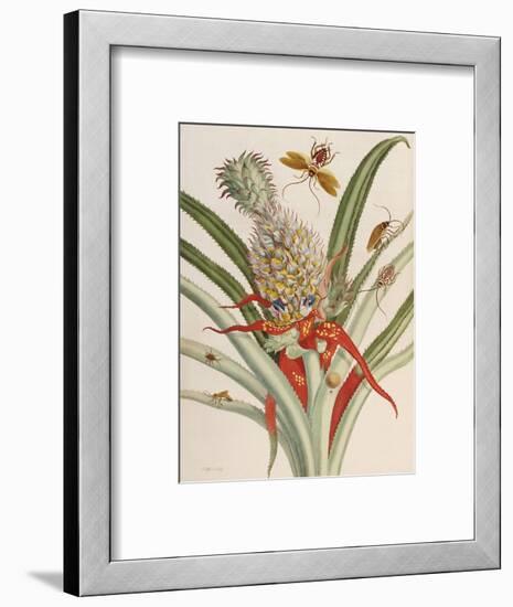 Pineapple (Ananas) with Surinam Insects-Maria Sibylla Merian-Framed Premium Giclee Print